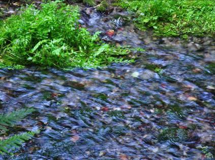 What wildlife is characteristic of Sussex chalk streams?