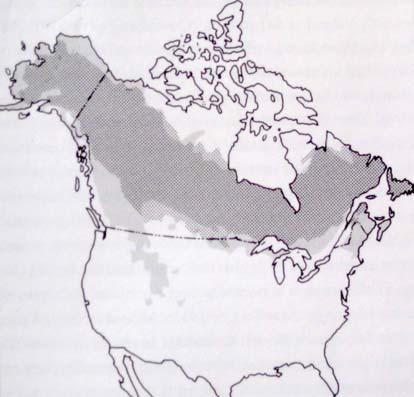 Figure 2. Moose range in North America in the early 1990s (light gray) corresponded to the region of boreal forest (dark gray) (Karns 1997). Moose range in Minnesota occupies sub-boreal forests.