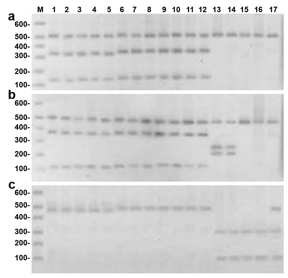 10 Figure Legend Figure 1. 5S rdna PCR-RFLP profiles of YY O. niloticus (1), XX O. niloticus (2, 3), XY O. niloticus (4, 5), O. aureus (6), O. karongae female (7), O. karongae male (8), O.