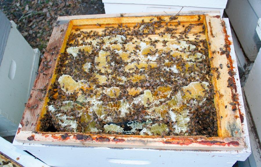 Beekeeping in Coastal California Above: Hives can sometimes collect surprising amounts of honey during the winter.