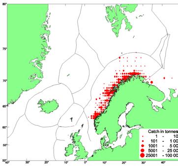Northeast Arctic Saithe has its main distribution within the Exclusive Economic Zone (EEZ) of Norway.