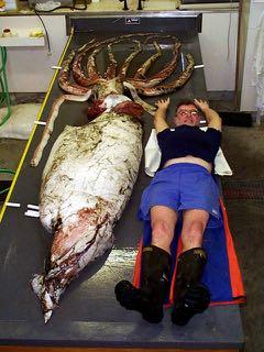 Cephalopods Giant squid up to 18 m long Deep Water ~ 2000 m Feed on what?