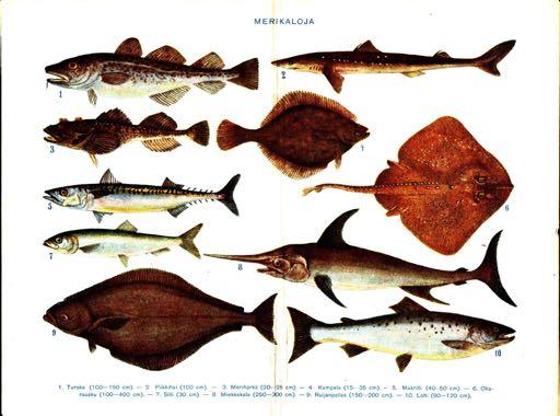 Fish Pieni Tietosanakirja (Finnish Encyclopedia), 1925-1928, Public Domain, http://commons.wikimedia.org/wiki/file:pieni_2_0139.