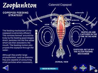 larger plankton and nekton Photo Alfred Wegener Institute, http://www.awi.