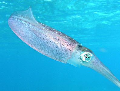 Cephalopods Caribbean Reef Squid, Jan Derk, Public Domain, http://commons.wikimedia.