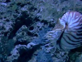 Mostly nektonic or nektobenthic lifestyle Swim along the bottom Nautilus, video by Shizhao, Creative