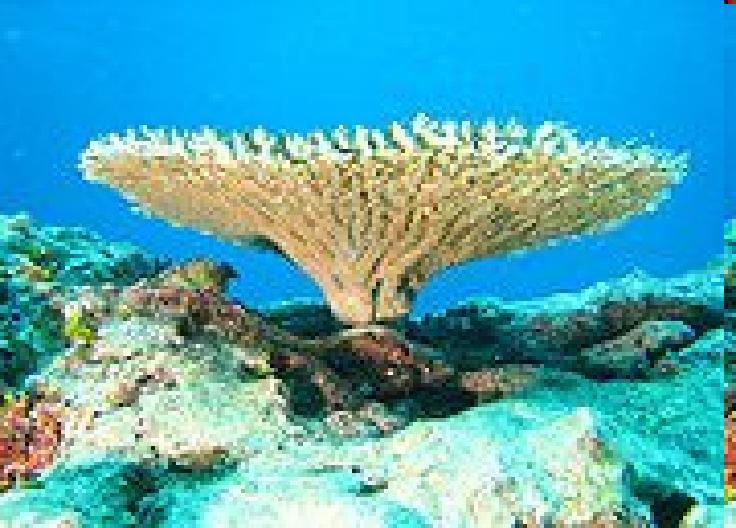 gov/ Coral reefs are aragonite