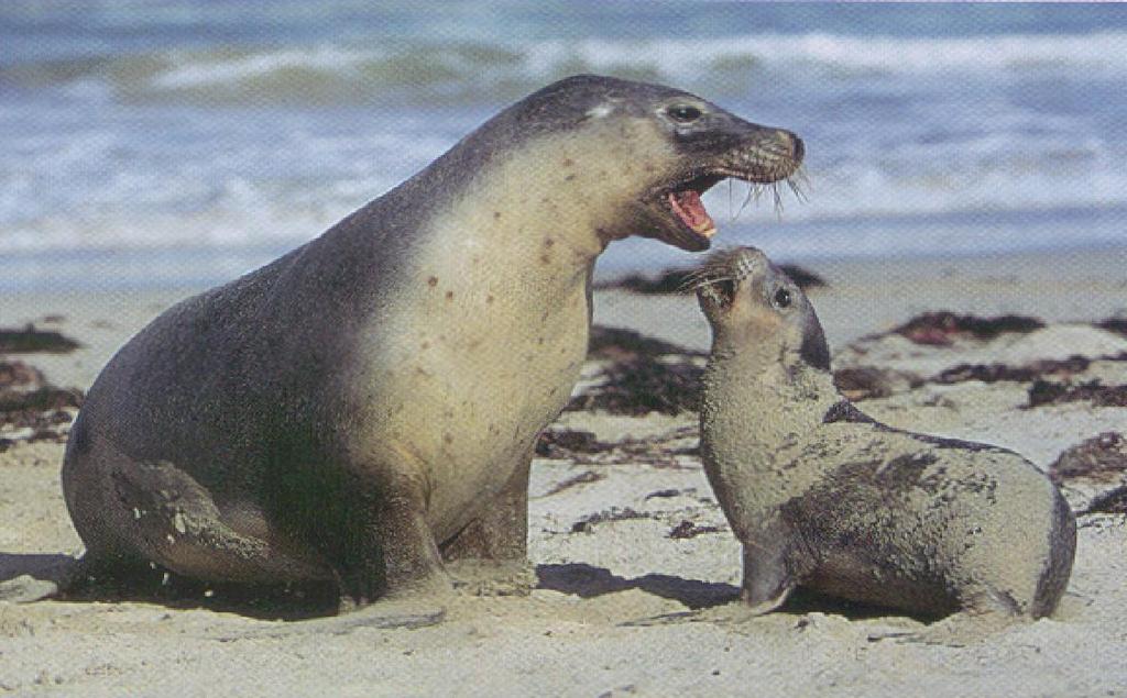 Sea lions walrus Seals Manatees Dugongs, or sea cows as