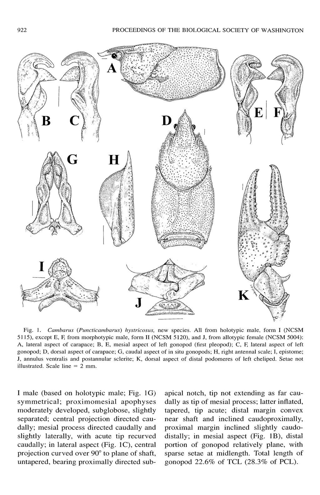 922 PROCEEDINGS OF THE BIOLOGICAL SOCIETY OF WASHINGTON Fig. 1. Cambarus (Puncticambarus) hystricosus, new species.