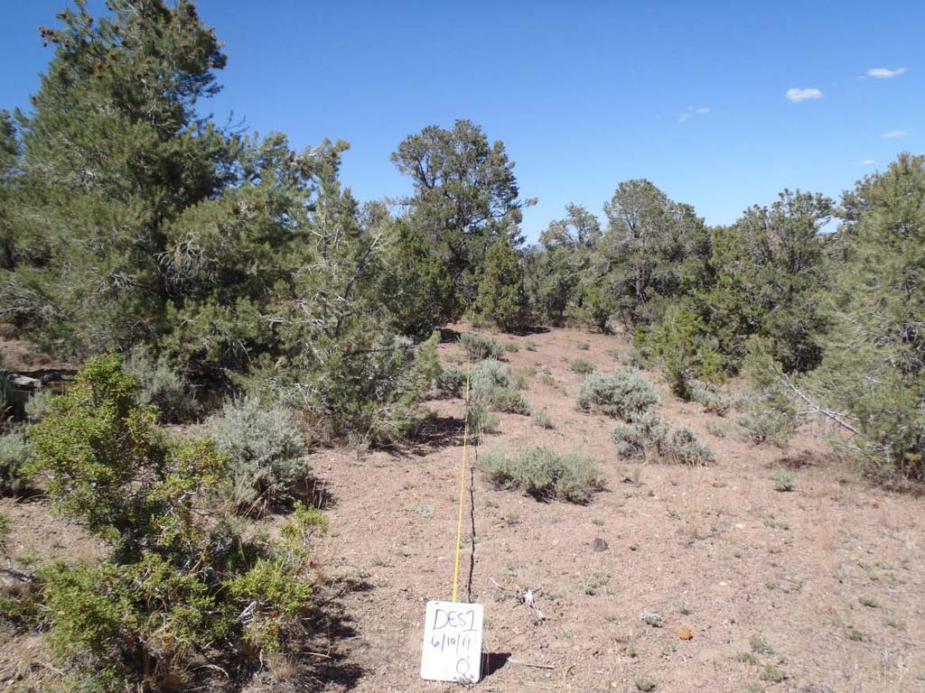 This picture shows a typical Pinyon-Juniper encroachment site in the Desatoya Mountains project area. This area will be treated using a masticator.