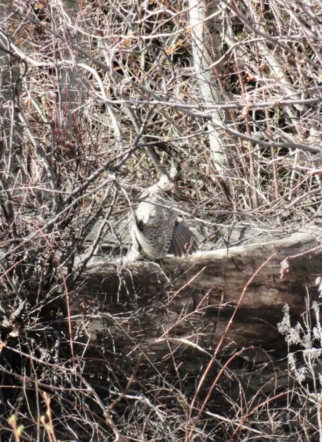 Five ruffed grouse were radio-marked to determine movement patterns and survival of the translocated grouse.
