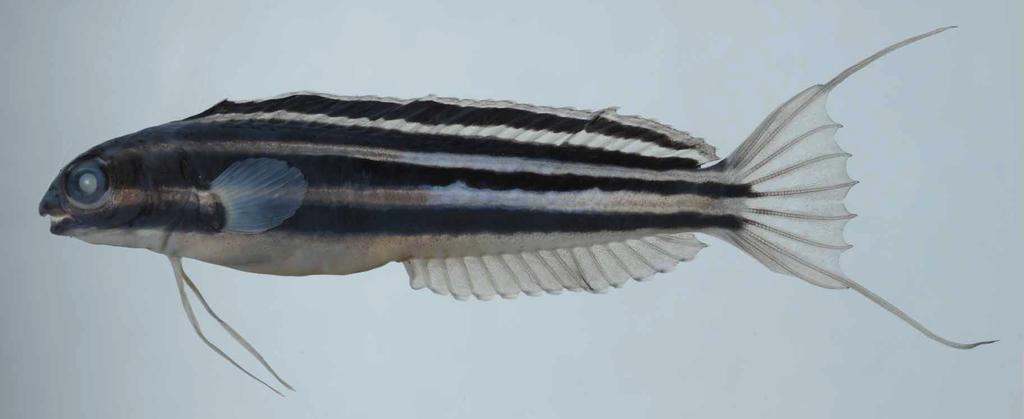 of the chin, through the lower half of the pectoral-fin base and onto the caudal-fin base.