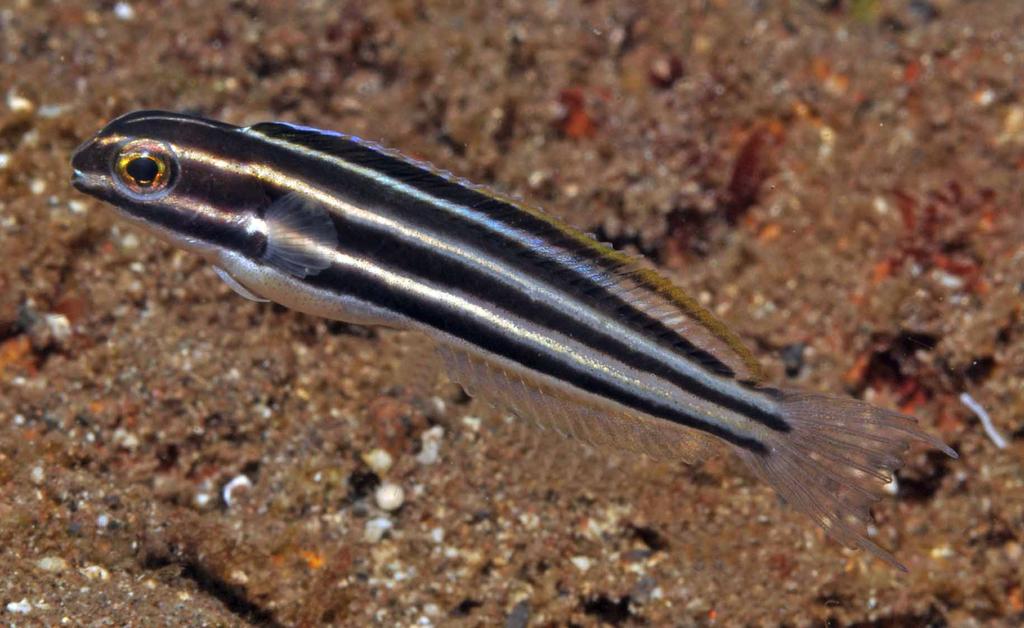 unique in having a blue-violet stripe in the dorsal fin (best developed in males); life colors of M. abditus are unknown.