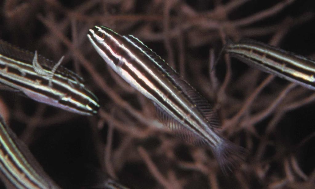 black coral. A slightly less cropped image of the same photograph shows two individuals with a dark anal-fin stripe and another one with it very faint or absent.