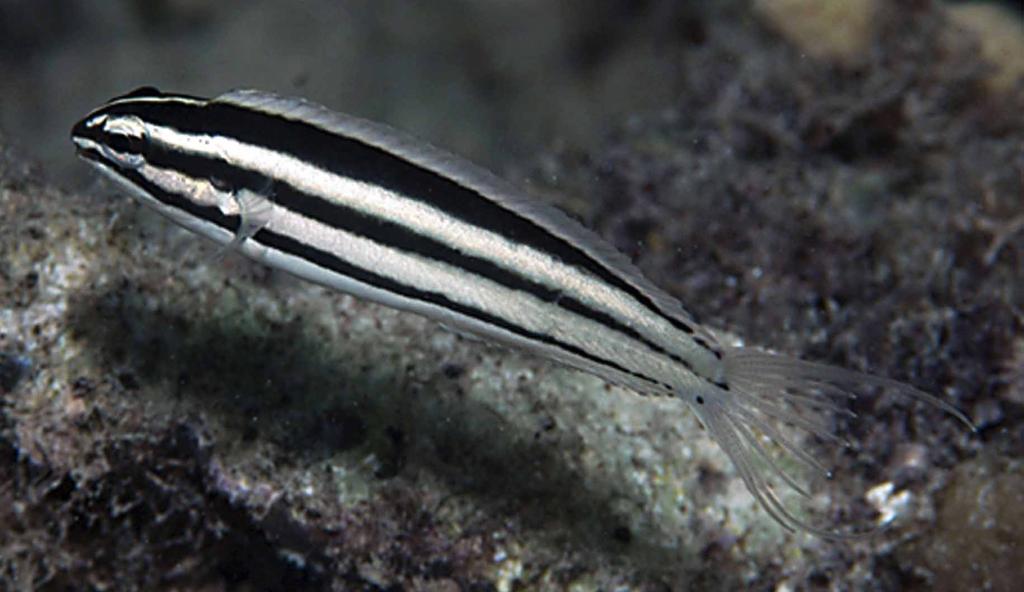 Meiacanthus limbatus is the only other double-striped species of Meiacanthus that has a dark stripe on the anal-fin base but it differs most notably in having a completely dark chin and a yellow