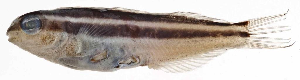 very closely spaced pair (single pore). Sexual dimorphism moderately developed in pelvic and caudal fins: pelvic fin 27.0 (15.