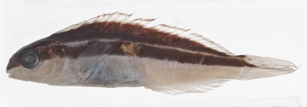 (22.9)% SL. These data indicate that the length of the pelvic fin is sexually dimorphic but the caudal fin probably is not. As discussed above under comparisons, M.