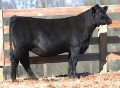 8 WW 59 YW 96 MCE 4 Milk 22 MWW 52 Marb 0.23 REA 0.59 API 102 Here is daughter of C and C Babe cow that has been popular for years because of producing ability.