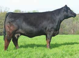 Miss CCF Caro Purebred P BD: 11/10/13 P ASA# Pending P Tattoo: 67A Consignor: Gary Black & Shirley Show Cattle 20 HTP SVF In Dew Time Mr CCF Time To Work NJC SVF Antoinette K205 SVF Steel Force S701