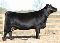 CCF Sazerac T43 Embryos 3 Embryos Guaranteeing 1 Pregnancy 31 B/R New Frontier 095 GLS Frontier N13 GLS Hostess H16 Meyer Ranch734 Myers Queen Sazerac P94 Myers Traveling Queen M212 31A 31B 31C P Mr