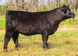 The calf will be homo polled and homo black. What an opportunity to buy a great Angus cow.