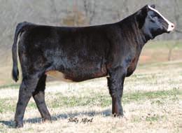 M2C Britt Maggie 380A Akers Maggie U840- reference dam Miss CCF A103 SVF Dillon Steel Magnolia - reference dam SHRL Farrari Fall Heifers M2C Britt Maggie 380A 1/2 Blood P BD: 9/1/13 P ASA# 2829774 P