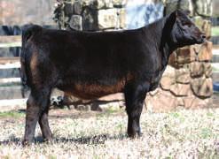 74 API 124 MS XT70 one of the fanciest broodiest females we have ever owned. If you are in the market for a show heifer or a replacement female 618A is one to consider.