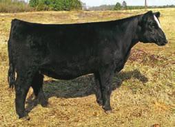 83 API 127 P If you want eye appeal in a well designed package look with Z200. This young daughter of Shania has a stout rear leg with good substance of bone and is sound from the ground up.