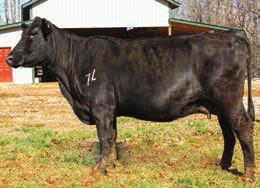 Alabama own a powerful maternal broth this bred heifer. Now is the time to take black performance seed stock home and turn them into beef raising machines.