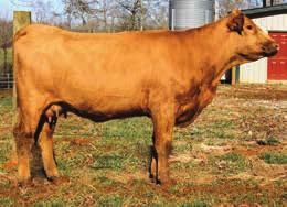 9 WW 56 YW 84 MCE 5 Milk 22 MWW 50 Marb 0.21 REA 0.81 API 116 he allowed us to have top pick of his heifers. T287 was the best one he had on his place. We haven t regretted buying those heifers.