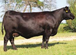 55 API 139 you found one. X228 is one of the most complete well balanced good uddered we have ever brought to the Cattleman s Choice Sale.