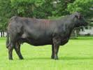 63 API 126 HWF Kashmere - reference dam P Here is a young cow with loads of potential whether a donor or a front pasture cow.