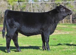 This fall born is deep and soft made and the right kind. This Upgrade will make a great cow and follow in her dam s footsteps. CE 9 BW 2 WW 72 YW 108 MCE 10 Milk 30 MWW 65 Marb 0.42 REA 0.