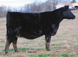 61 API 104 P Molly is a long sided straight topped heifer that has loads of guts to her. She also moves well off her hind legs.