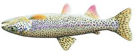 Cutthroat trout (Oncorhynchus clarki) Geographic Range: Anadromous, or sea-run cutthroat trout are found from Prince William Sound, AK to the Eel River, CA.