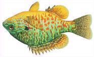 Centrarchidae Pumpkinseed (Lepomis gibbosus) Geographic Range: Native to the eastern U.S. and southeastern Canada, but has been introduced widely across the western U.S. (Scott and Crossman 1979).