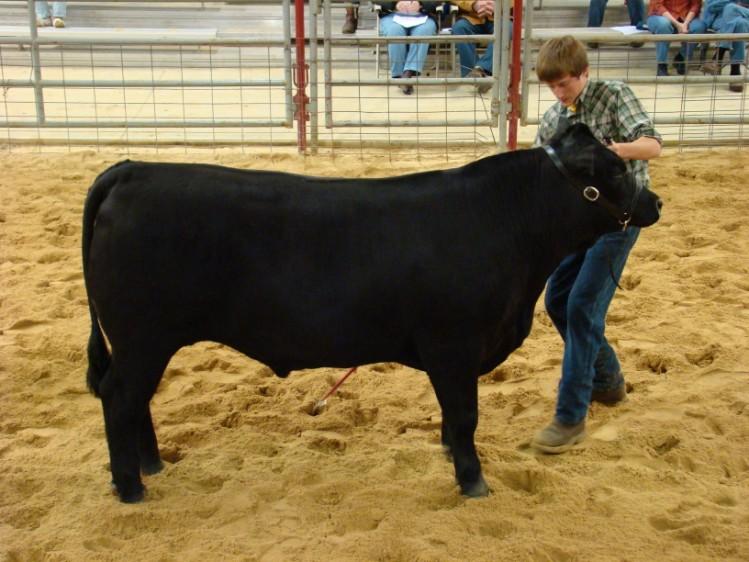 Using the Show stick By Matthew Claeys, Extension Livestock Specialist North Carolina State University Showmanship is the one area of exhibiting beef cattle over which you have the most control.