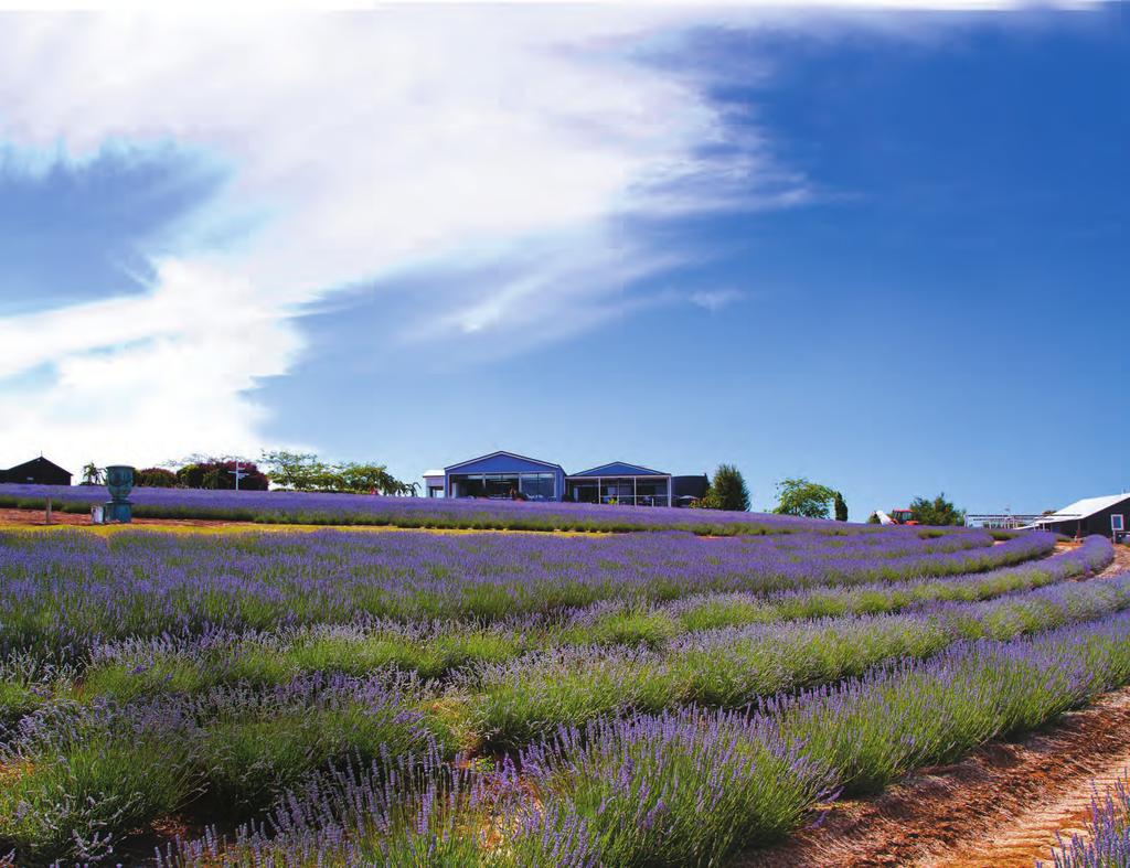 50,000 visitors were too hot to handle Bridestowe Lavender Estate is the world s largest privately owned lavender farm and one of Tasmania s top tourist spots.