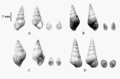 MORPHOLOGY OF CERCARIAE OF FRESHWATER SNAILS mals surrounding the areas.