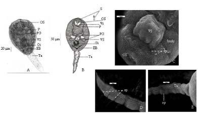 Fig 6 Images of Loxogenoides bicolor (C 5 ) cercaria; A : light micrograph; B : drawing structure.