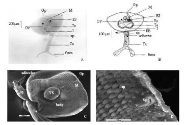 Fig 7 Images of Transversotrema laruei (C 6 ) cercaria; A: light micrograph; B: drawing structure.
