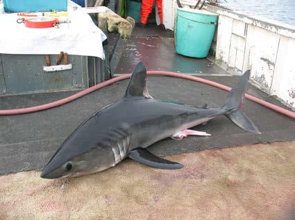 Coldwater shark still in hot water The Porbeagle is one of 28 species of sharks that occur in Canada. This large-bodied species makes extensive migrations from Canadian waters to the mid-atlantic.