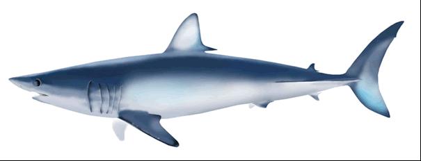 ISC SHARKWG Working Group and Information Papers on Blue Shark Gerard DiNardo 1 and Suzanne