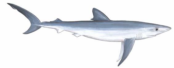 SPECIES AT RISK ACT Legal listing consultation workbook for Blue Shark