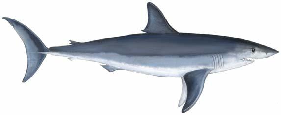 (Atlantic population) Isurus oxyrinchus Threatened White Shark