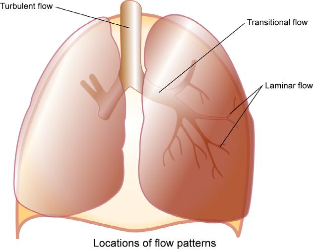During quiet breathing, laminar flow exists from the medium-sized bronchi down to the level of the bronchioles.
