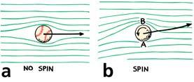 Bernoulli s principle is partly involved in the curved path of a spinning ball. a.streamlines are the same on either side of a nonspinning ball. b.a spinning ball produces a crowding of streamlines.