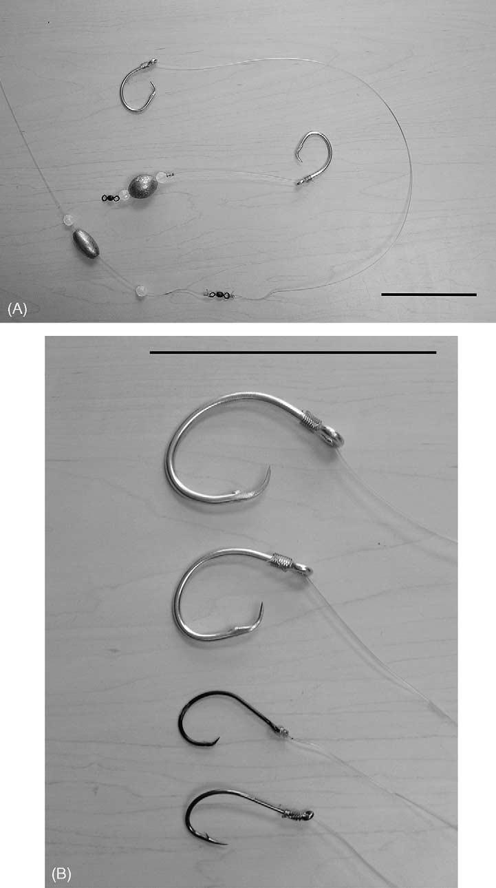 G.H. Beckwith Jr., P.S. Rand / Fisheries Research 71 (2005) 115 120 117 Fig. 1. Images of (A) the two leader types and (B) the four hook types used in the study.