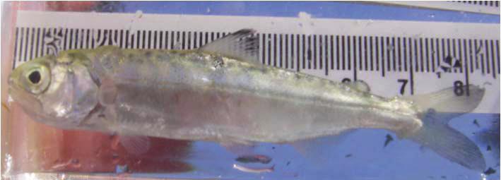 Abstract: This interim report summarizes data collected between April 19 th and July 28 th, 2011 from 60 beach seine surveys to highlight any emerging patterns in juvenile Chinook distribution and