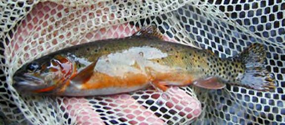The first specimens that were collected for scientific purposes came from Ute Creek in Costilla County, Colorado, in 1853. Rio Grande cutthroat trout was originally described in 1856 (Behnke 2002, p.